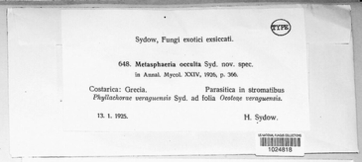 Metasphaeria occulta image